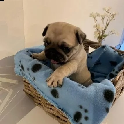 regalo carlino mini  | Foto 0