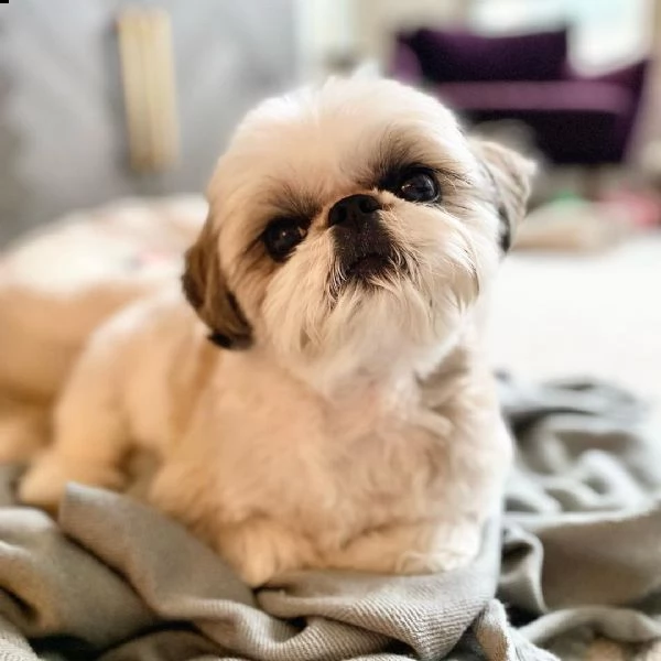 regalo cuccioli shih tzu avente : primi vaccini, passaporto, libretto sanitario, microchip. possibil