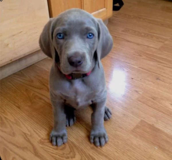 regalo beagle meravigliosi | Foto 0