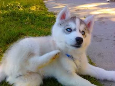 regalo disponibile cucciolo husky maschio e femmina