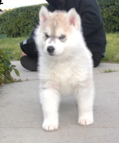 regalo cuccioli di husky in adozione, | Foto 0
