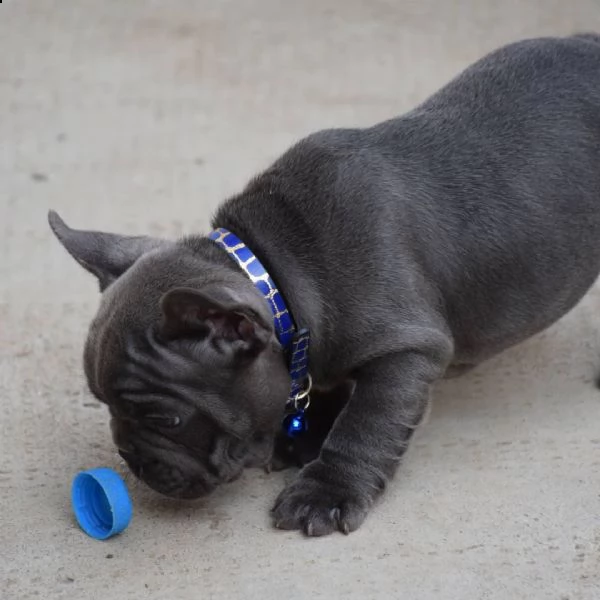 adorabile cucciolo di bulldog francese in adozione.....