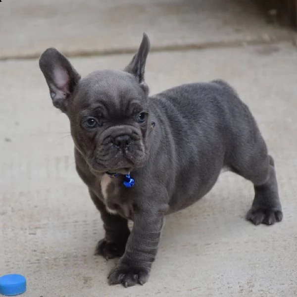 regalo cucciolo bulldog francese alla ricerca di una nuova casa