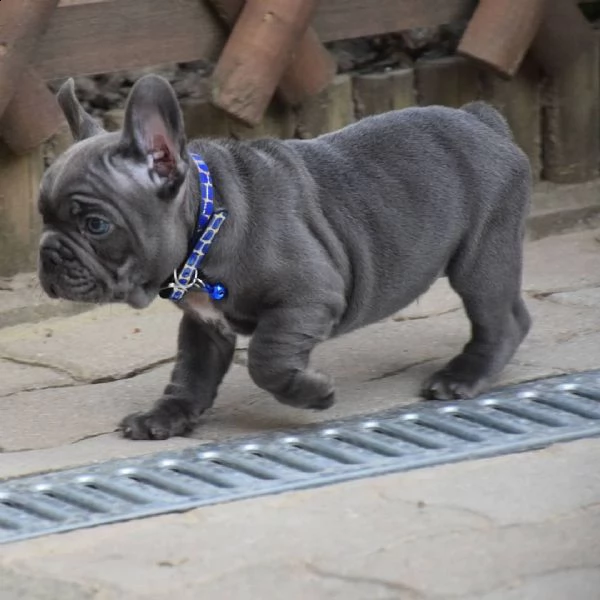 regalo cucciolo bulldog francese alla ricerca di una nuova casa | Foto 0