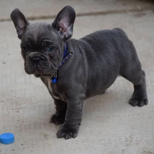 bellissimo cucciolo di bulldog da regalare | Foto 0