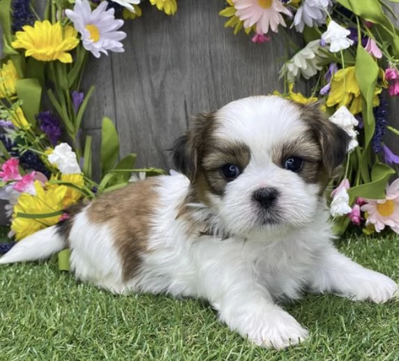  regalo cuccioli shih tzu