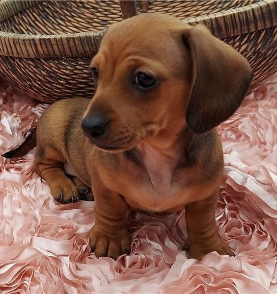  regalo adorabili cuccioli  bassotto femminucce e maschietti disponibili