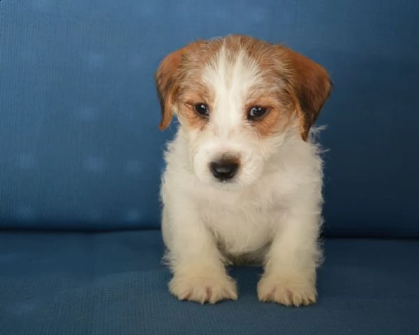 jack russell terrier- cuccioli altamente selezionati | Foto 6