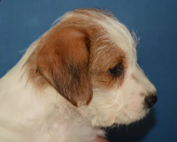 jack russell terrier- cuccioli altamente selezionati | Foto 4
