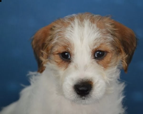 jack russell terrier- cuccioli altamente selezionati | Foto 3