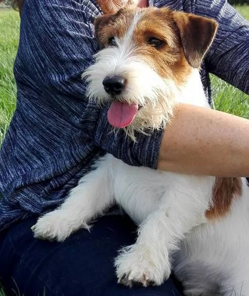 jack russell terrier - cuccioli altamente selezionati | Foto 6