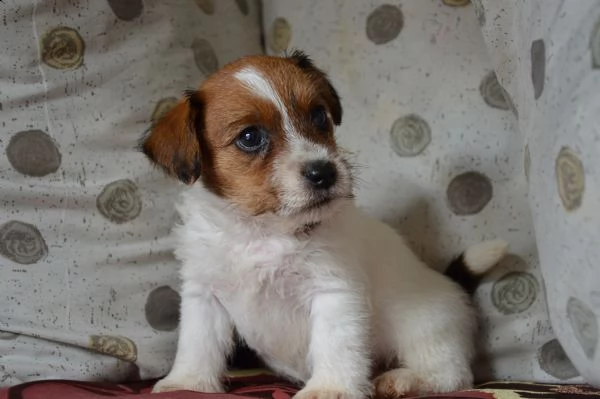 jack russell terrier - cuccioli altamente selezionati | Foto 5