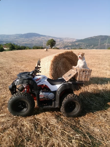 jack russell terrier - cuccioli altamente selezionati | Foto 4