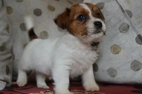 jack russell terrier - cuccioli altamente selezionati | Foto 3