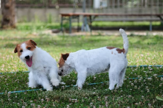 jack russell terrier - cuccioli altamente selezionati | Foto 2