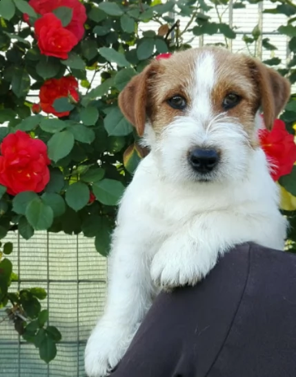 jack russell terrier - cuccioli altamente selezionati | Foto 0