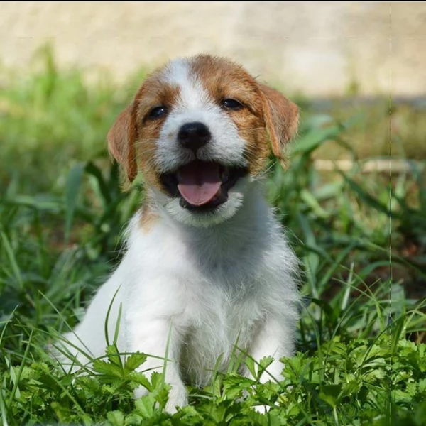 jack russell terrier - cuccioli altamente selezionati
