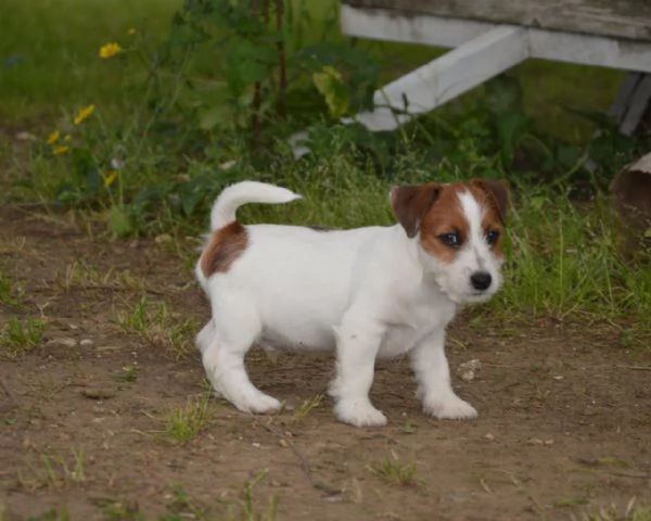 Jack Russell Terrier - Cuccioli Altamente Selezionati | Foto 5