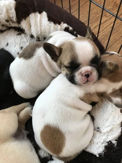 regalo cuccioli di cane a bulldog francese.