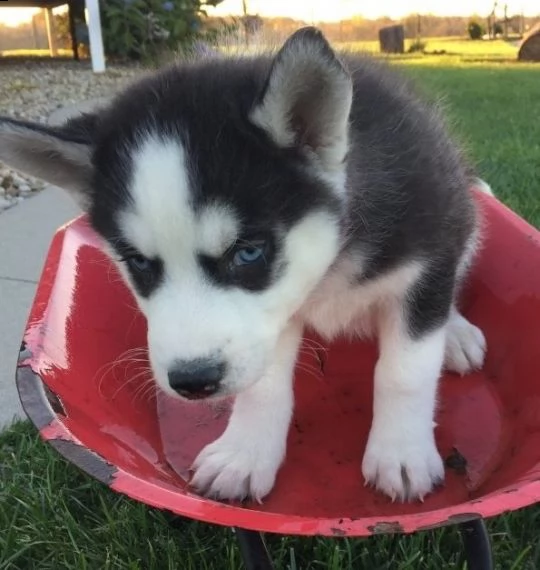 regalo cuccioli siberian husky maschio e femmina..
