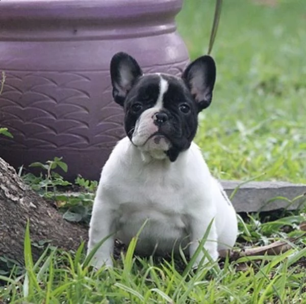 regalo cucciolo bulldog francese regalo