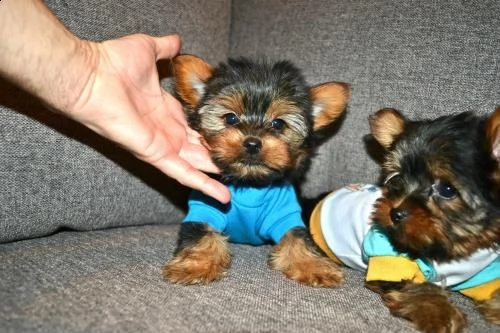 splendido cuccioli di yorkshire terrier