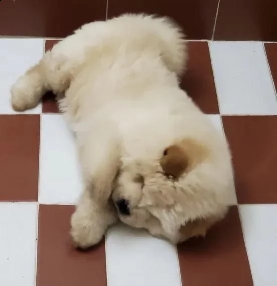 regalo disponibile maschio chow chow 