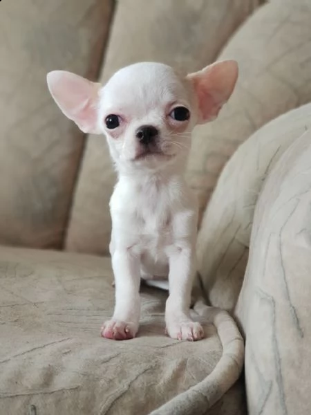 regalo cucciolo regalo cuccioli di chihuahua