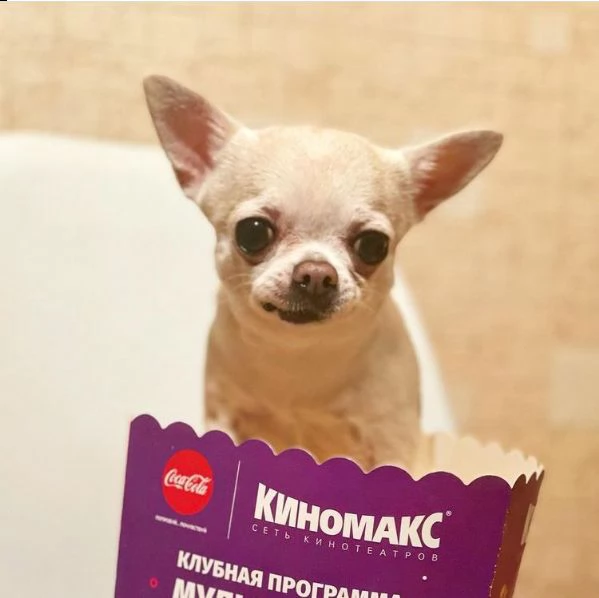 regalo cucciolo regalo cuccioli di chihuahua