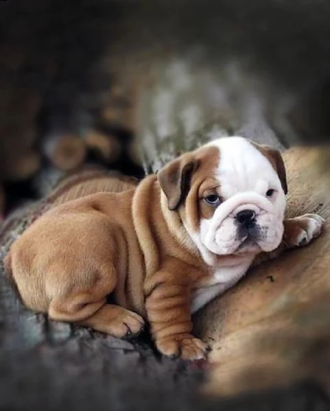 carino adorabile regalo di razza pura regalo bulldog inglese regalo cucciolo
