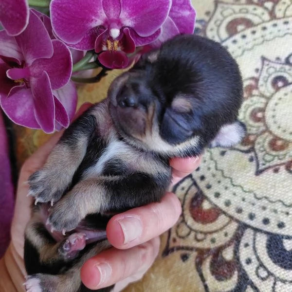 Maschietti chihuahua cuccioli cioccolato e blu | Foto 5