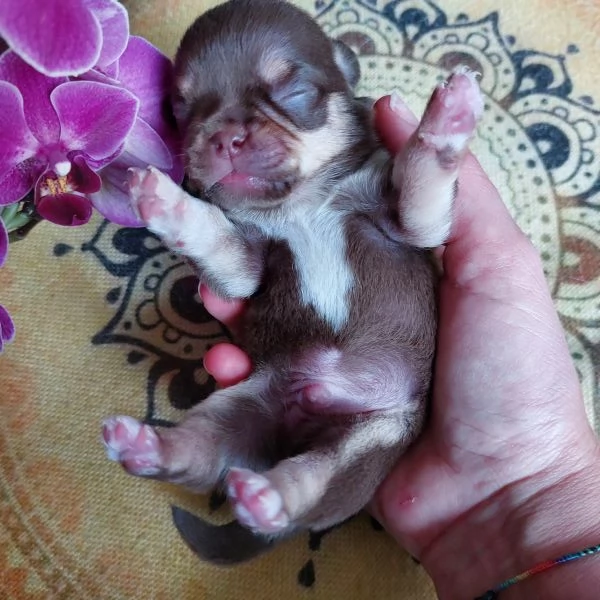 Maschietti chihuahua cuccioli cioccolato e blu | Foto 4