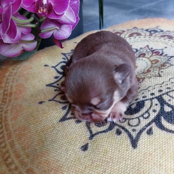 Maschietti chihuahua cuccioli cioccolato e blu | Foto 3