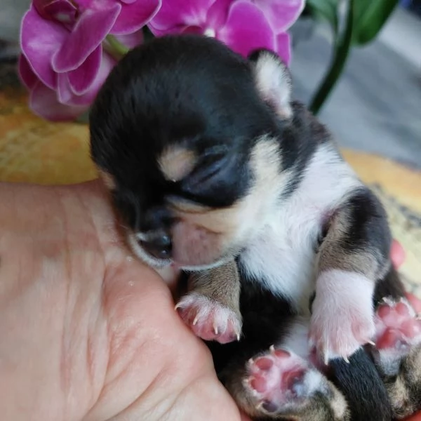 Maschietti chihuahua cuccioli cioccolato e blu | Foto 2