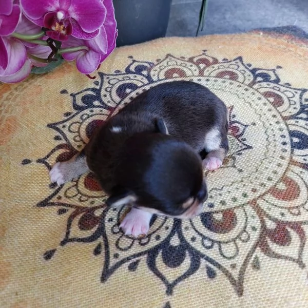 Maschietti chihuahua cuccioli cioccolato e blu | Foto 1