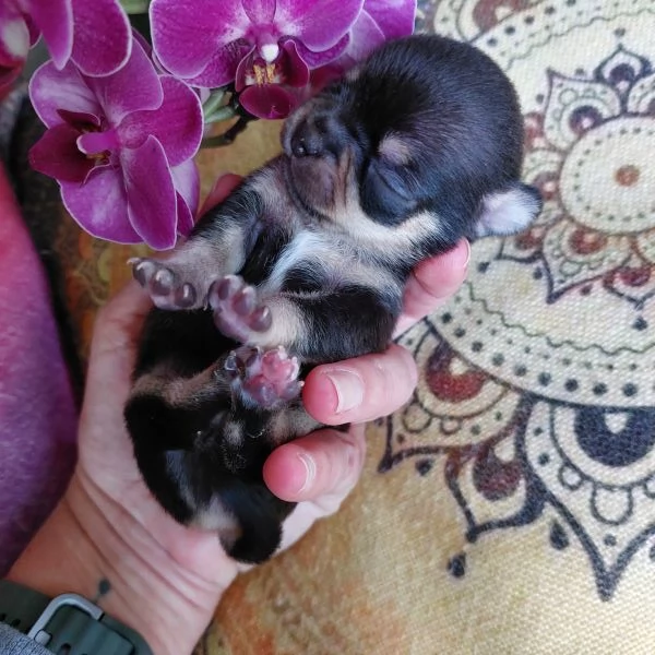 Maschietti chihuahua cuccioli cioccolato e blu | Foto 0
