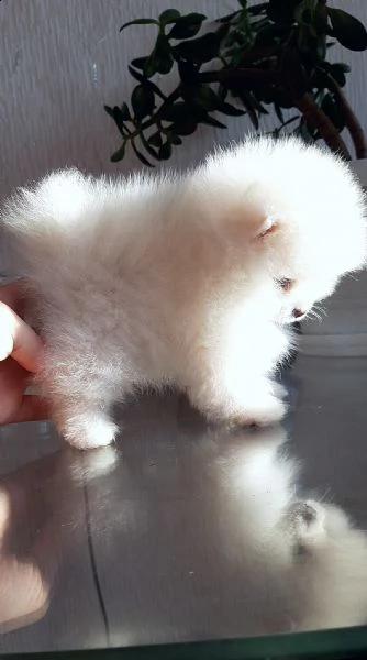 cuccioli di pomerania | Foto 0