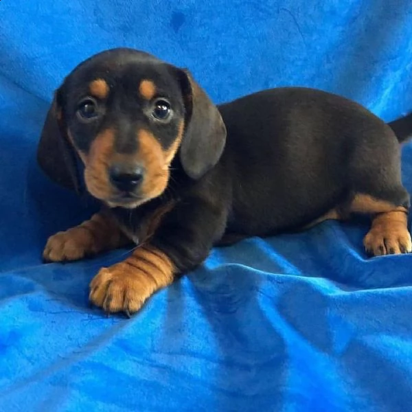 regalo adorabili cuccioli  bassotto femminucce e maschietti disponibili