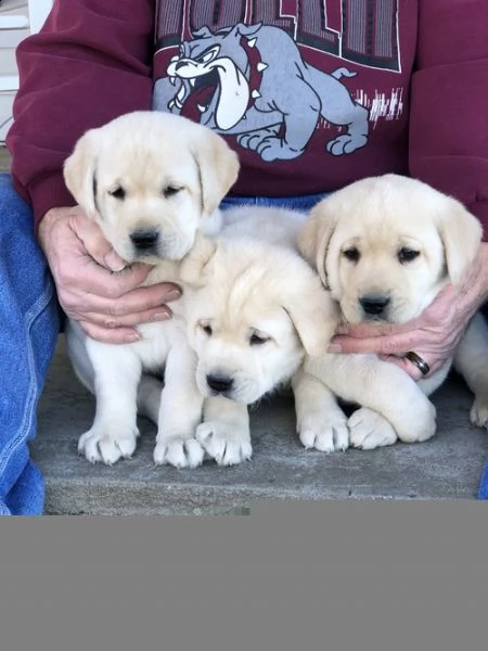 regalo bellissimi cuccioli di labrador .