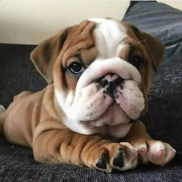 -----regalo di razza pura regalo bulldog inglese regalo cucciolo