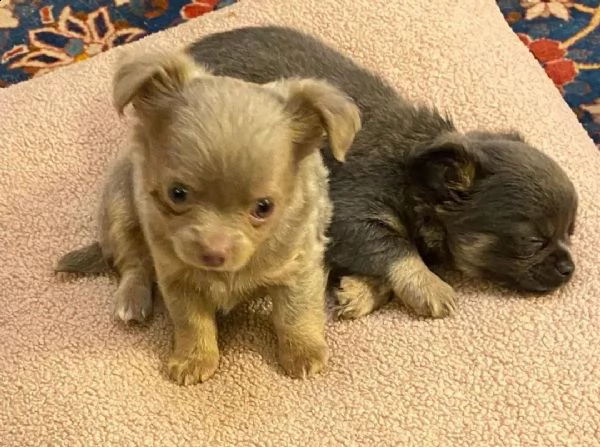 regalo cuccioli di chihuahua mini toy