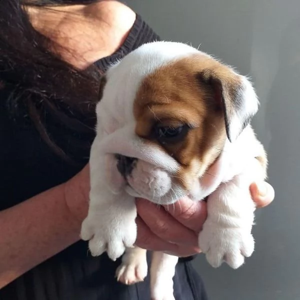 cuccioli di bulldog inglese super adorabili