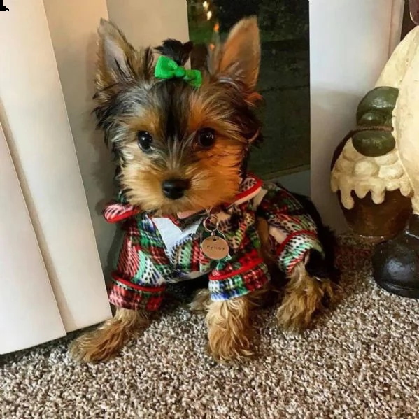 adorabili cuccioli di yorkshire terrier maschio e femmina