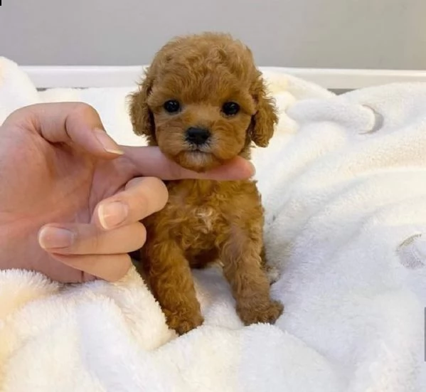 cuccioli di barboncino toy di razza