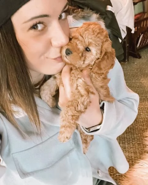 regalo cucciolo regalo barboncino cuccioli