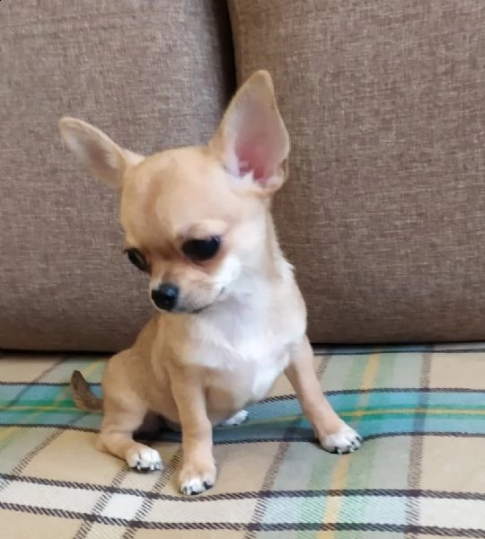 b,nbm regalo cucciolo regalo cuccioli di chihuahua