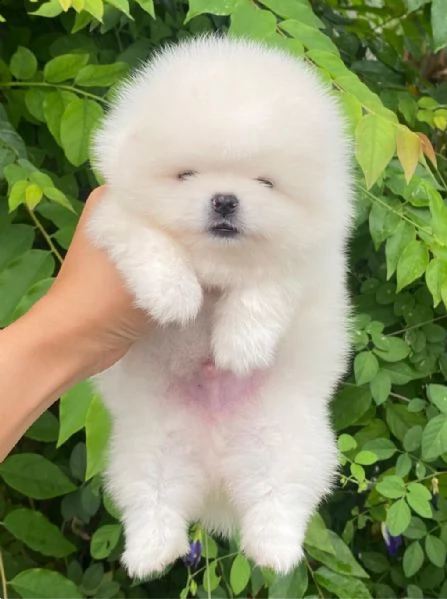 cuccioli di spitz nano tedesco | Foto 0