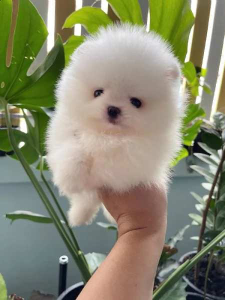 cuccioli di spitz nano tedesco