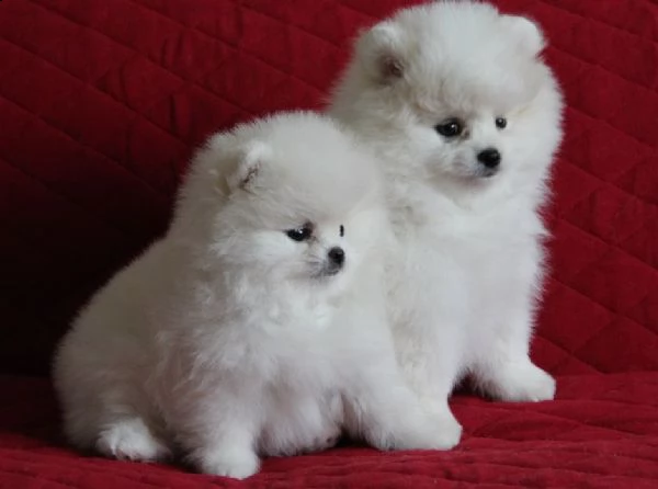 spitz di pomerania nano/bianco