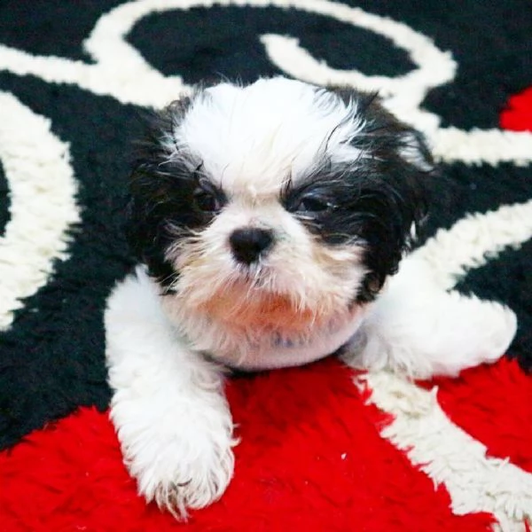 dolcissimi cuccioli di shih tzu in adozione | Foto 1
